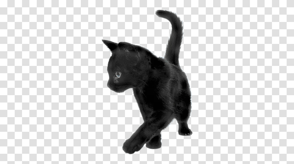 Cat, Animals, Mammal, Pet, Black Cat Transparent Png