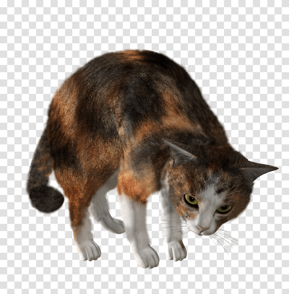 Cat, Animals, Mammal, Pet, Manx Transparent Png