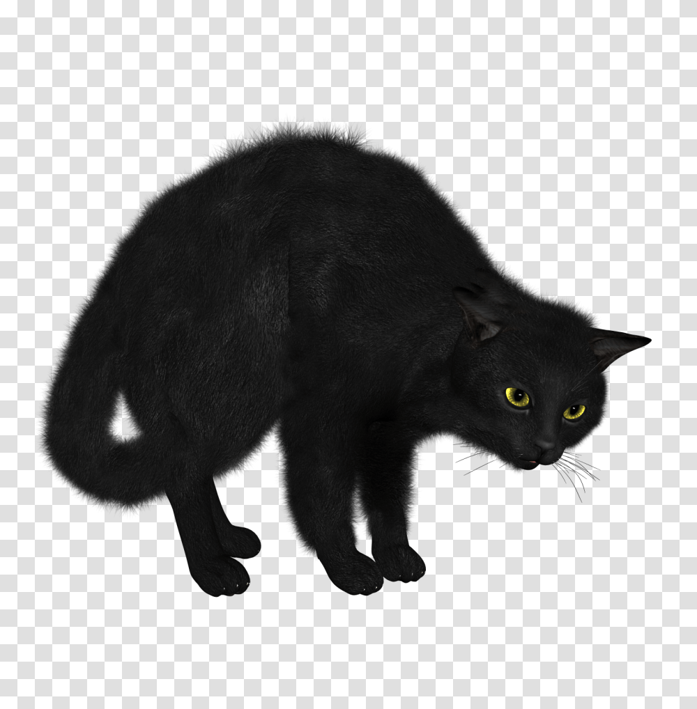 Cat, Animals, Mammal, Wildlife, Panther Transparent Png