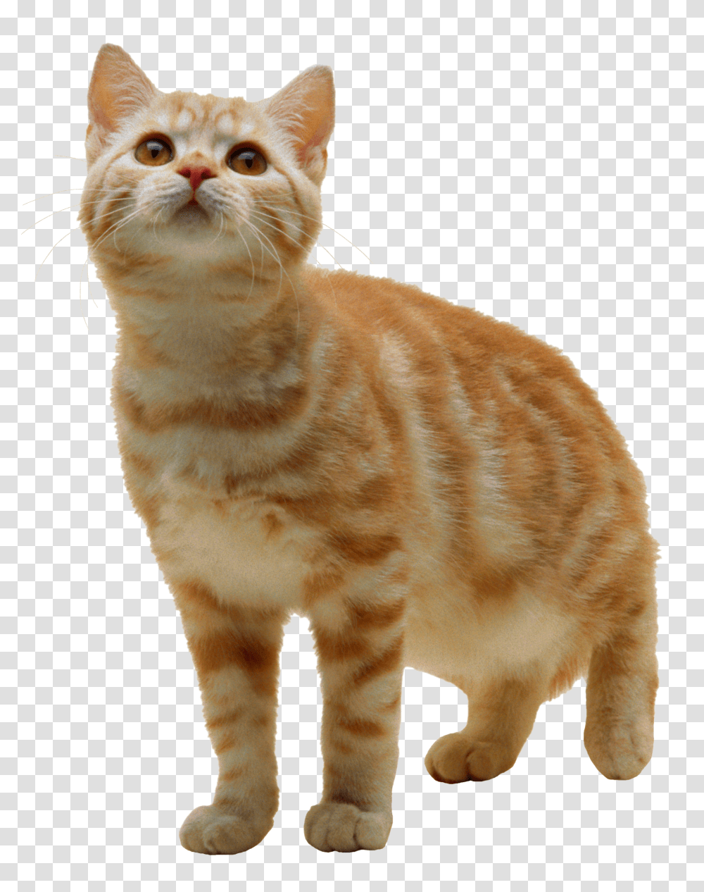 Cat, Animals, Manx, Pet, Mammal Transparent Png