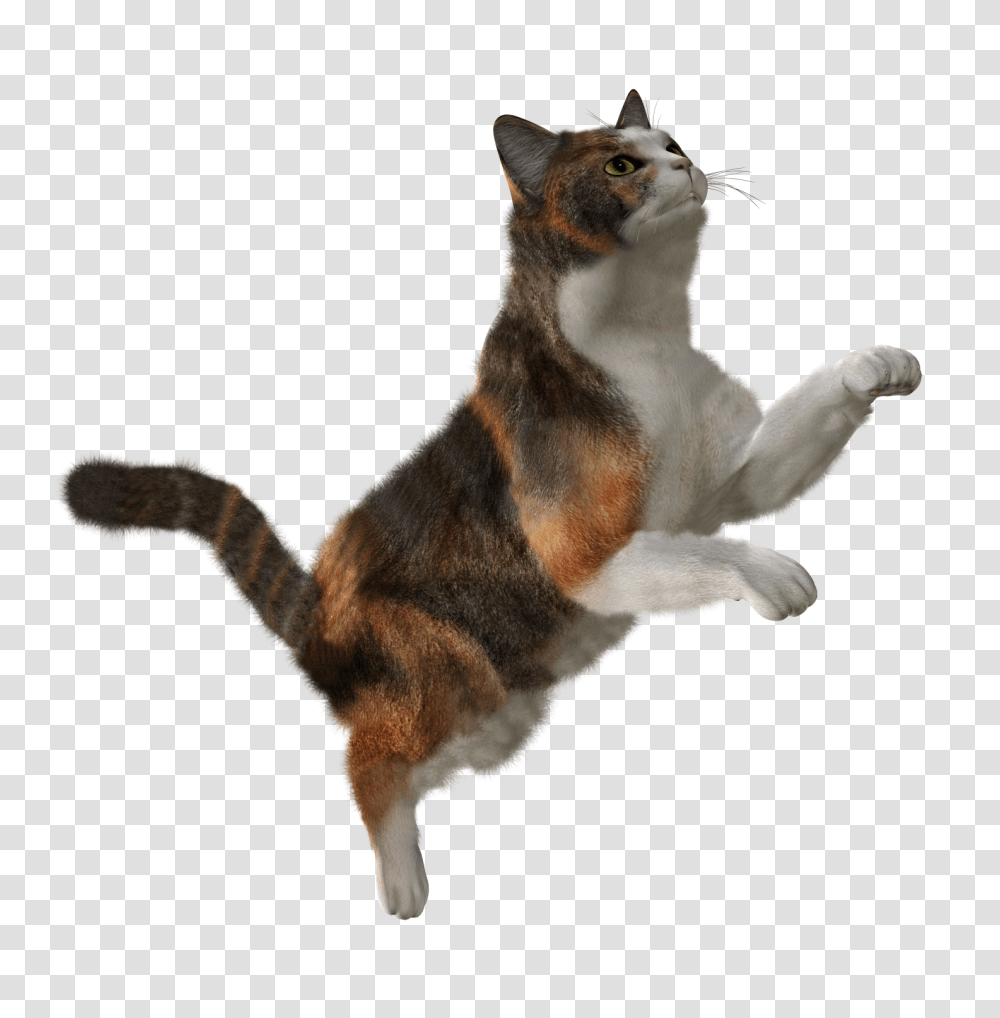 Cat, Animals, Manx, Pet, Mammal Transparent Png