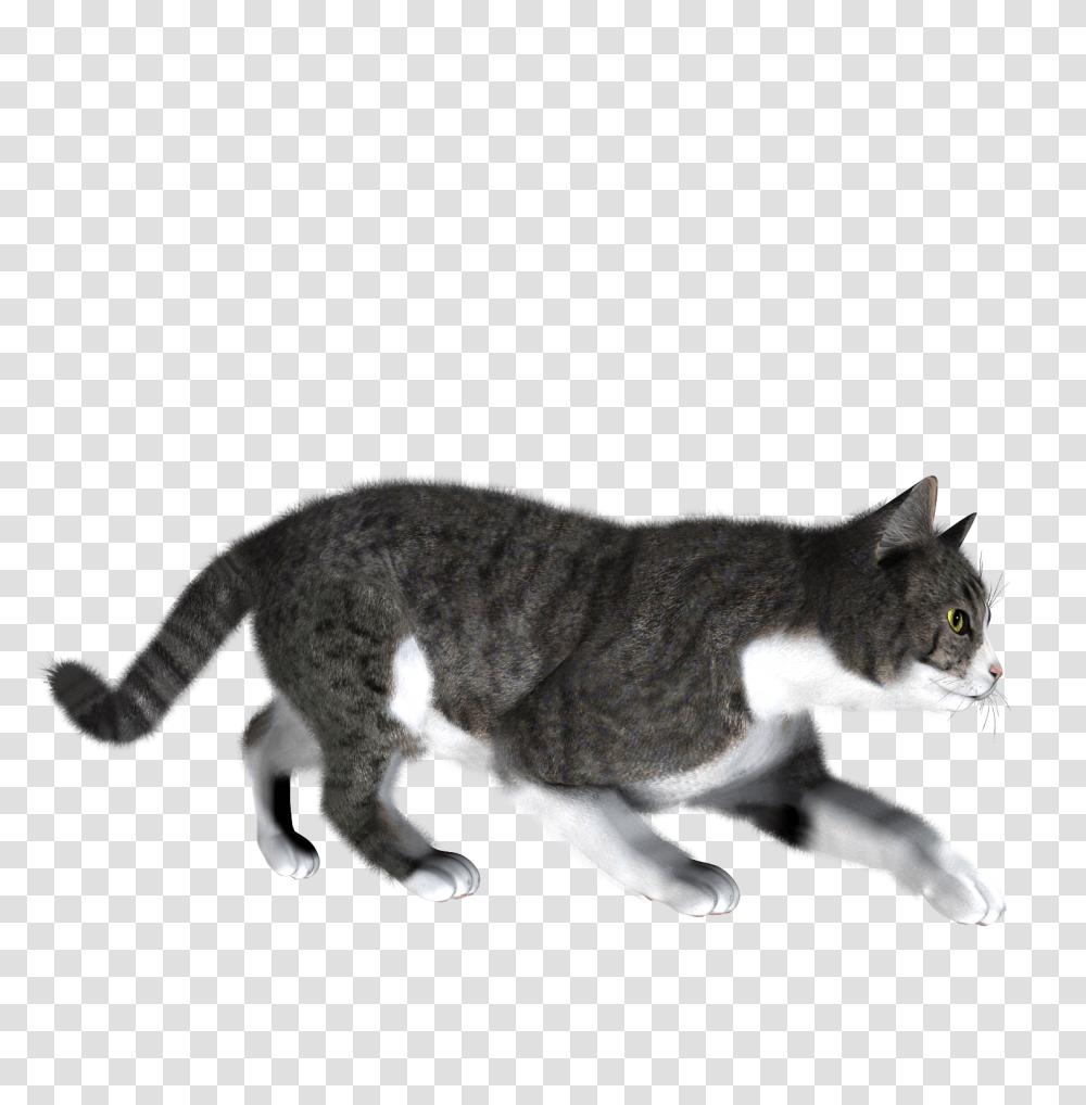 Cat, Animals, Manx, Pet, Mammal Transparent Png