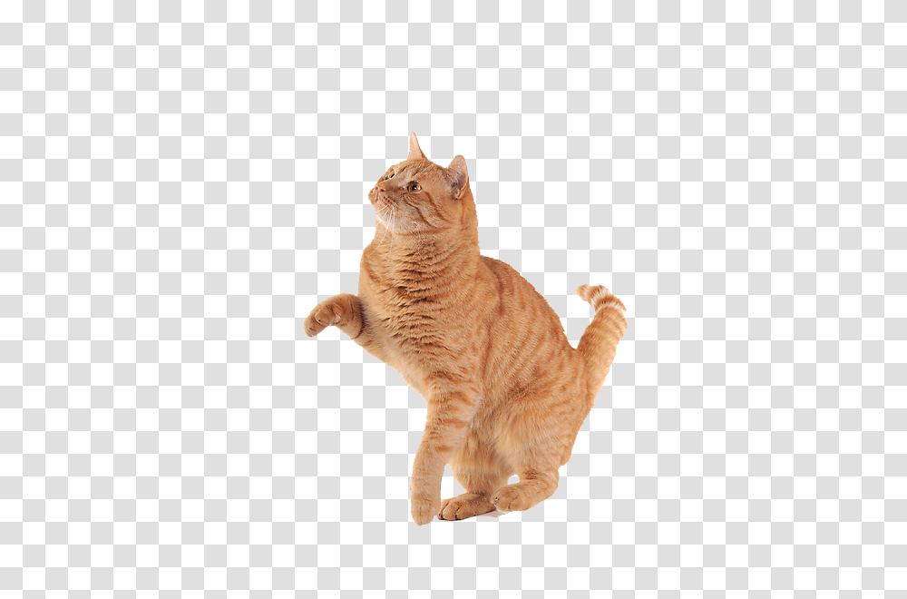 Cat, Animals, Manx, Pet, Mammal Transparent Png