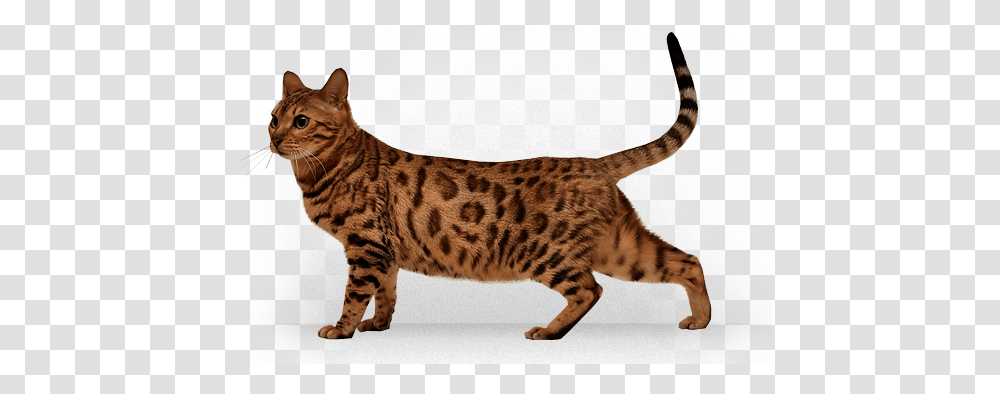 Cat, Animals, Manx, Pet, Mammal Transparent Png