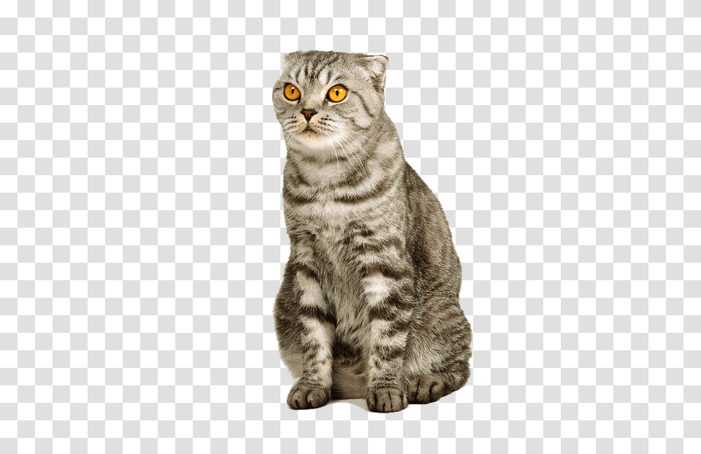 Cat, Animals, Manx, Pet, Mammal Transparent Png