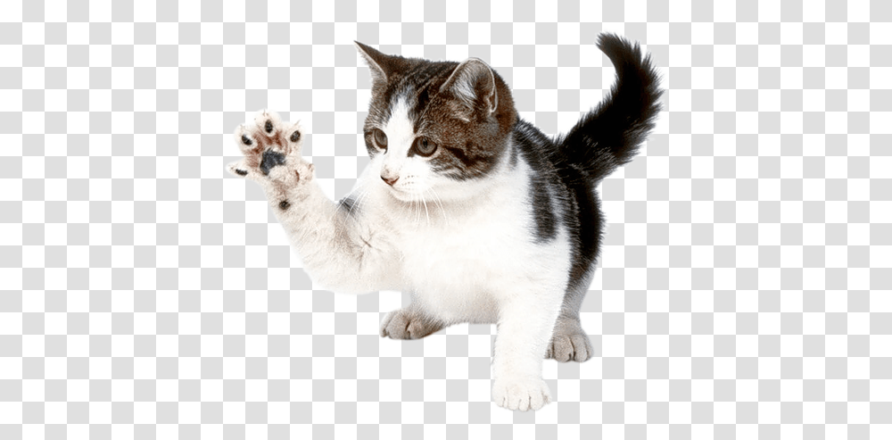 Cat, Animals, Manx, Pet, Mammal Transparent Png