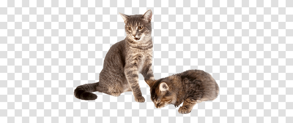 Cat, Animals, Manx, Pet, Mammal Transparent Png