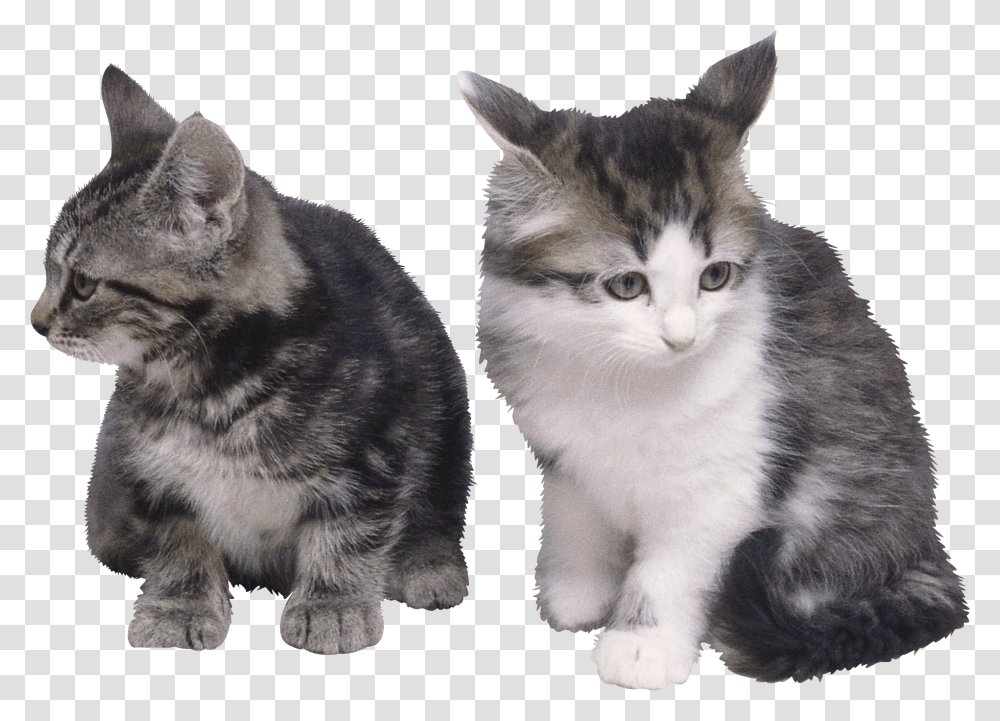 Cat, Animals, Manx, Pet, Mammal Transparent Png