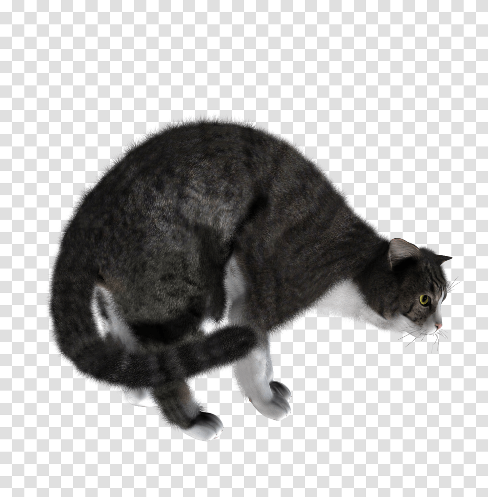 Cat, Animals, Manx, Pet, Mammal Transparent Png