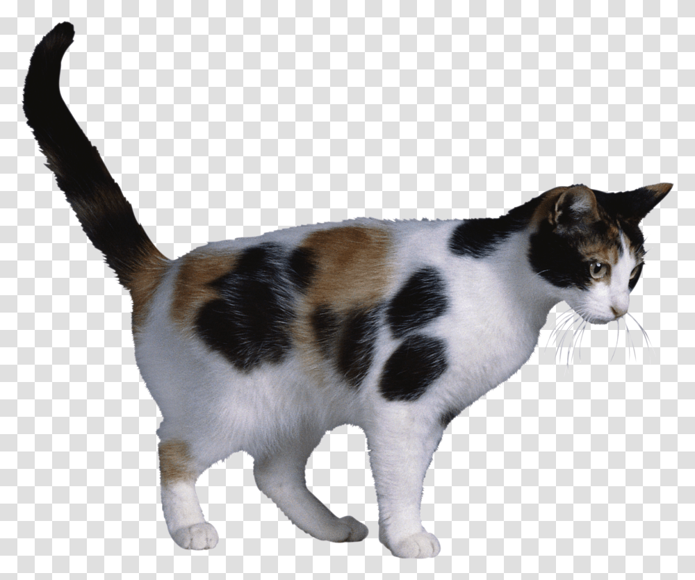 Cat, Animals, Manx, Pet, Mammal Transparent Png