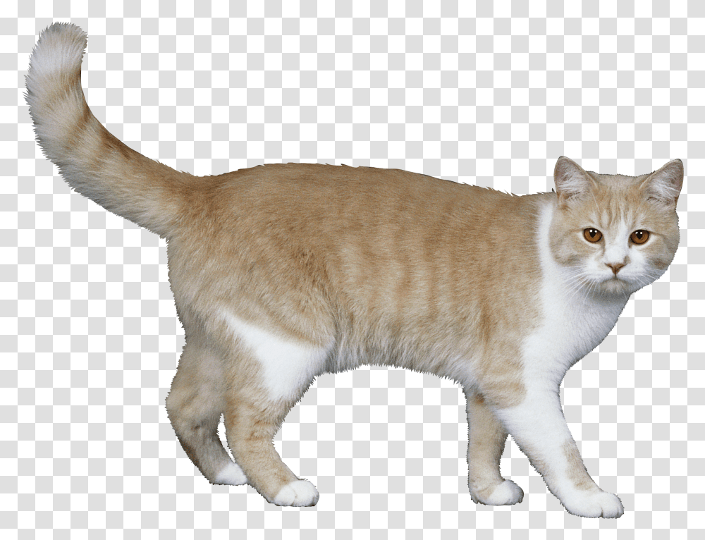 Cat, Animals, Manx, Pet, Mammal Transparent Png