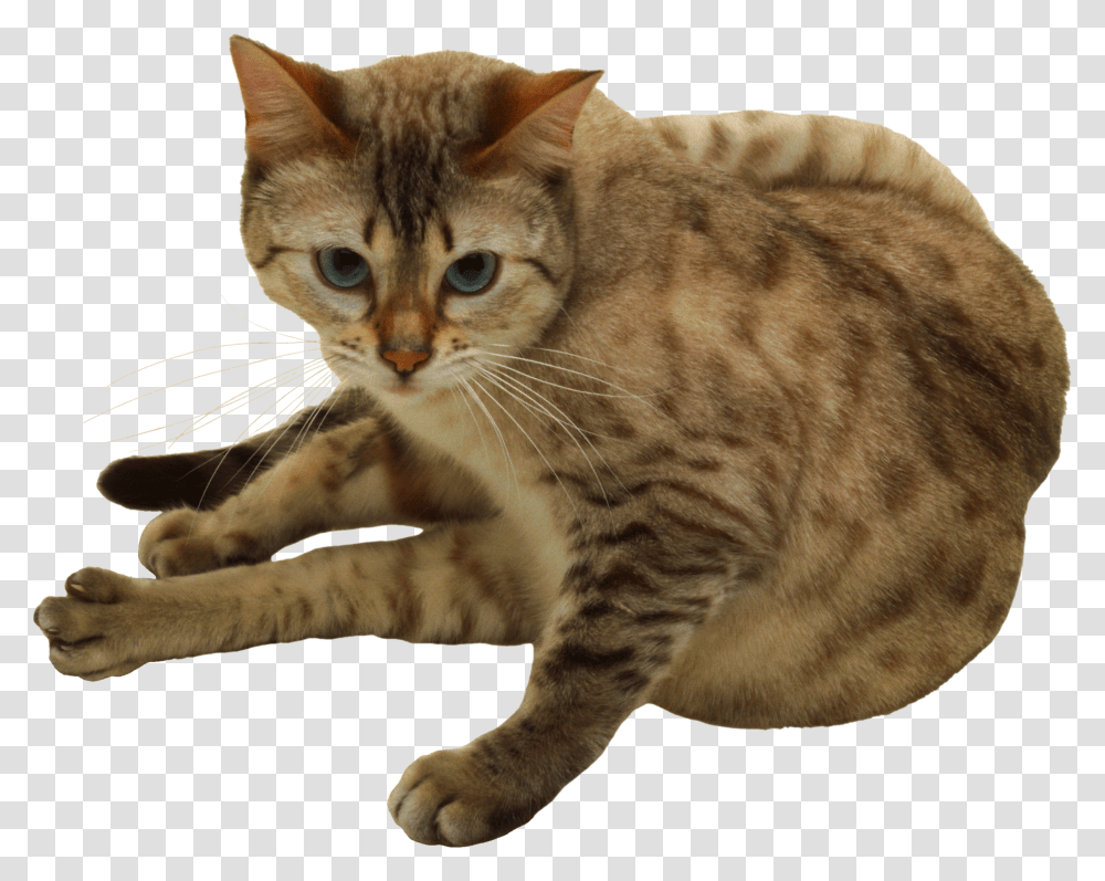 Cat, Animals, Manx, Pet, Mammal Transparent Png