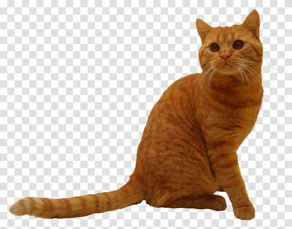 Cat, Animals, Manx, Pet, Mammal Transparent Png