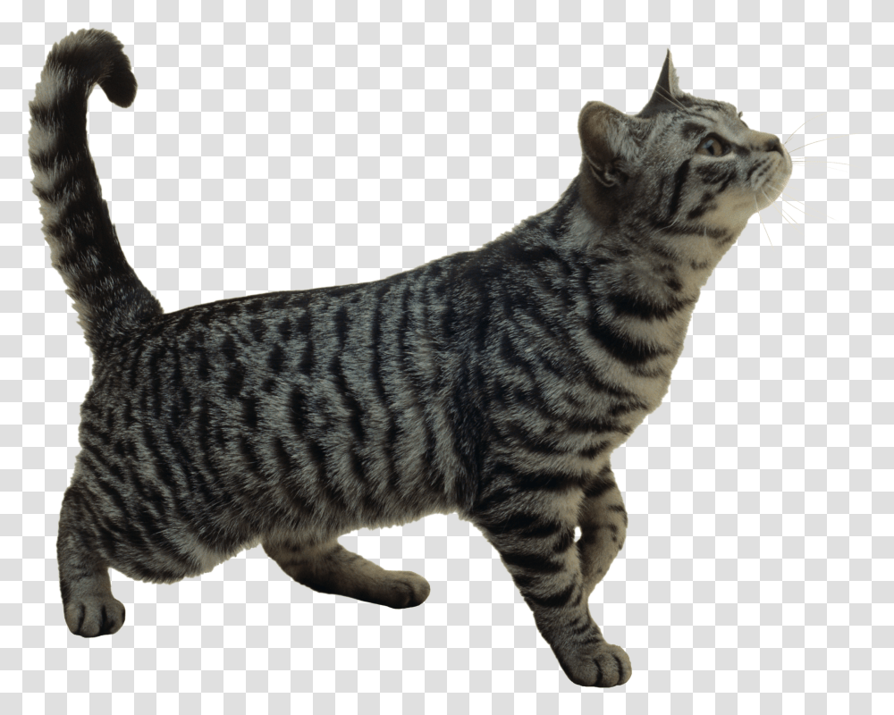 Cat, Animals, Manx, Pet, Mammal Transparent Png