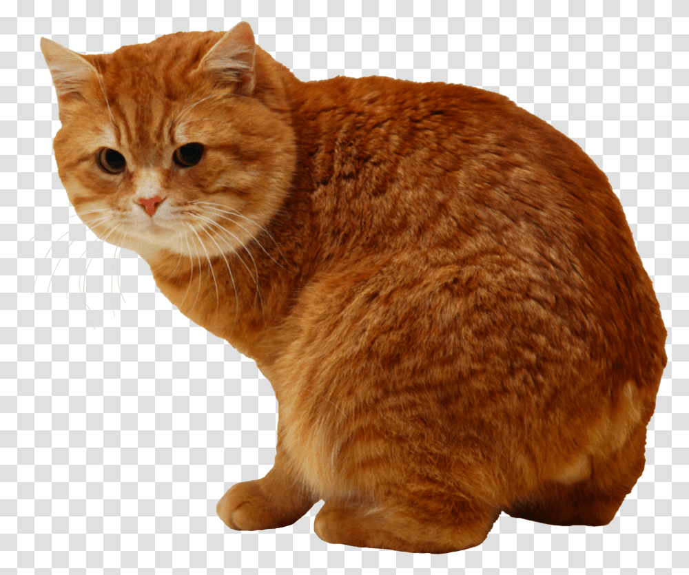 Cat, Animals, Manx, Pet, Mammal Transparent Png