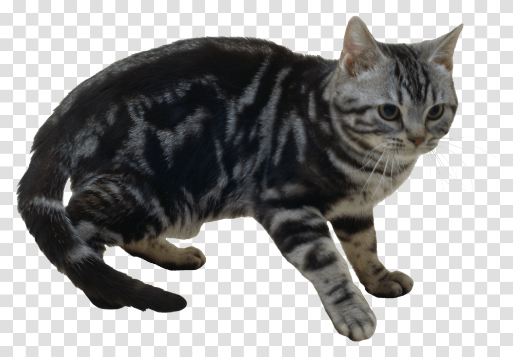 Cat, Animals, Manx, Pet, Mammal Transparent Png