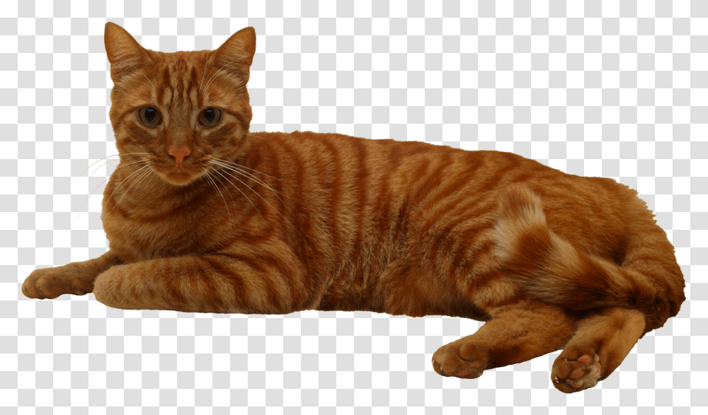 Cat, Animals, Manx, Pet, Mammal Transparent Png