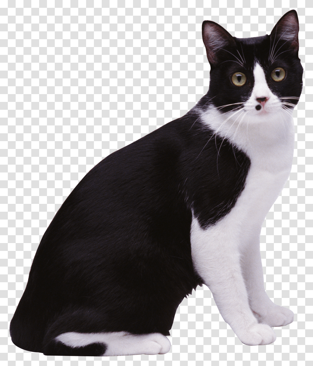 Cat, Animals, Manx, Pet, Mammal Transparent Png