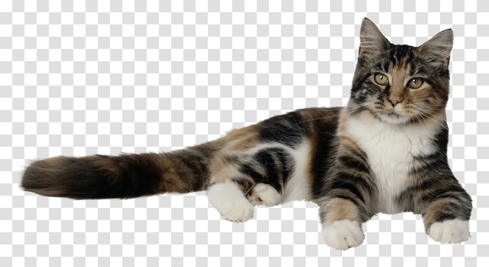 Cat, Animals, Manx, Pet, Mammal Transparent Png