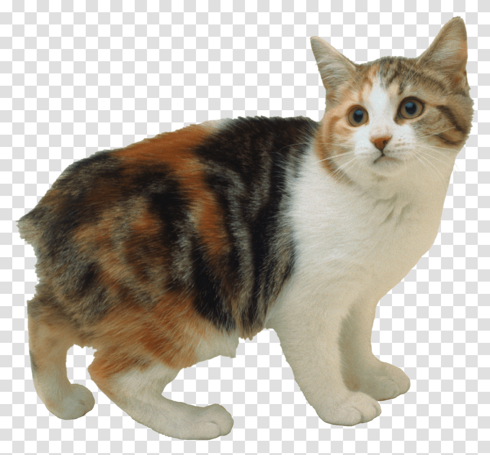 Cat, Animals, Manx, Pet, Mammal Transparent Png