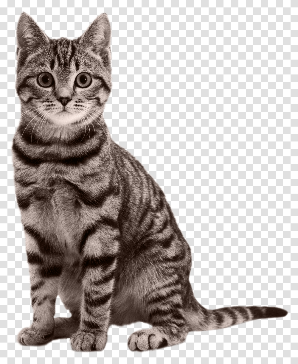 Cat, Animals, Manx, Pet, Mammal Transparent Png