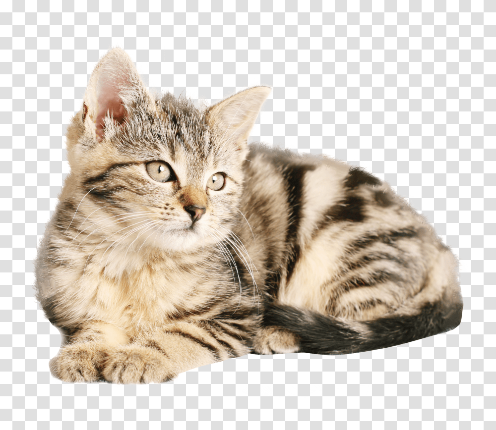 Cat, Animals, Manx, Pet, Mammal Transparent Png