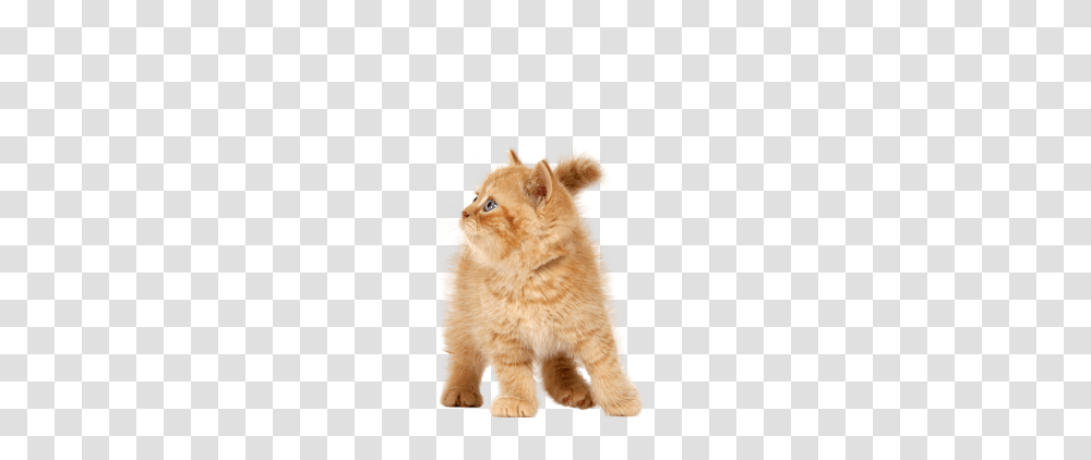 Cat, Animals, Manx, Pet, Mammal Transparent Png