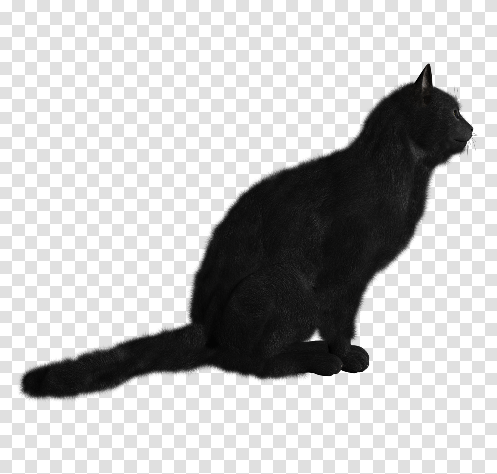 Cat, Animals, Paper, Pet, Mammal Transparent Png