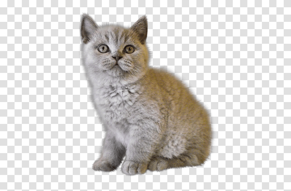 Cat, Animals, Pet, Mammal, Abyssinian Transparent Png