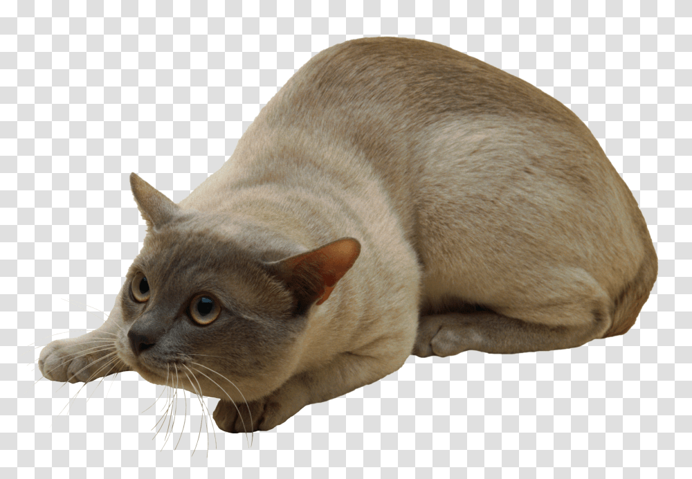 Cat, Animals, Pet, Mammal, Abyssinian Transparent Png