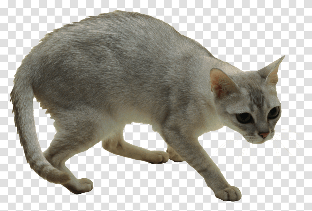 Cat, Animals, Pet, Mammal, Abyssinian Transparent Png