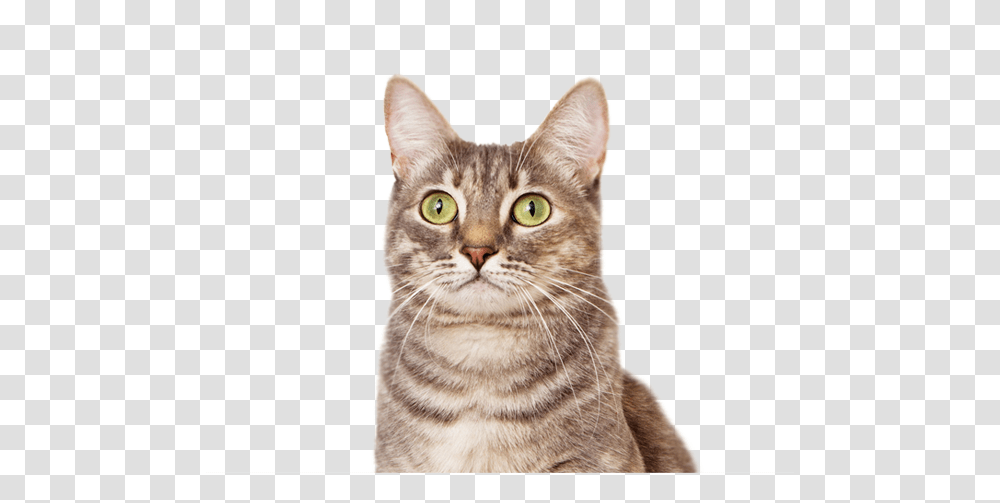Cat, Animals, Pet, Mammal, Abyssinian Transparent Png