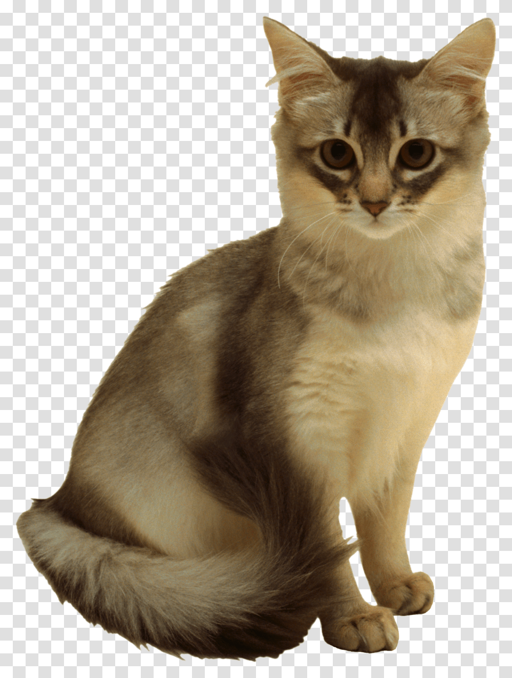 Cat, Animals, Pet, Mammal, Abyssinian Transparent Png