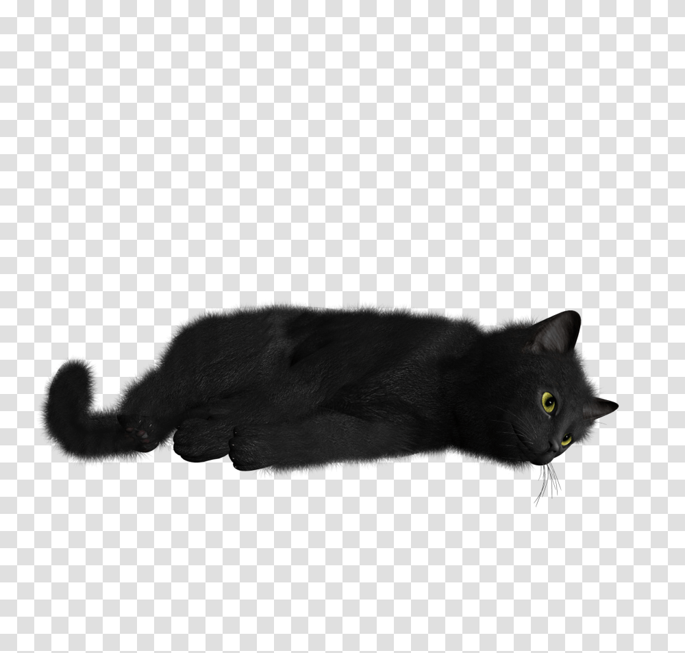 Cat, Animals, Pet, Mammal, Black Cat Transparent Png