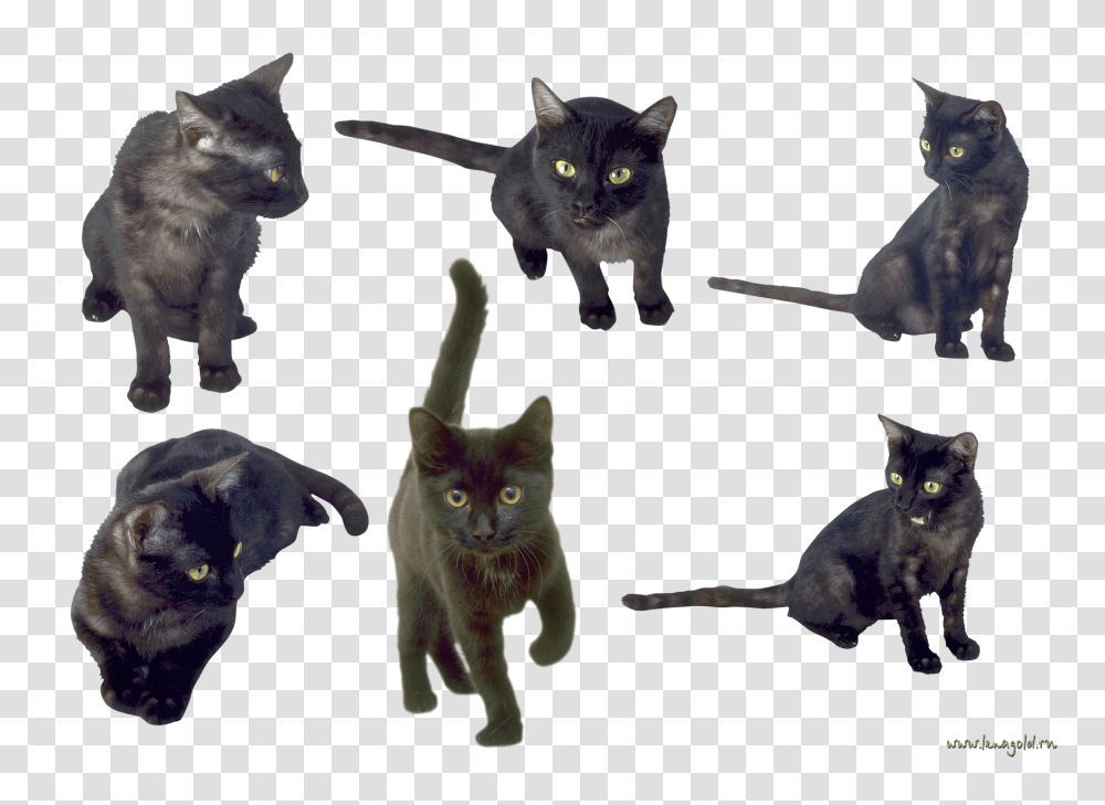 Cat, Animals, Pet, Mammal, Black Cat Transparent Png