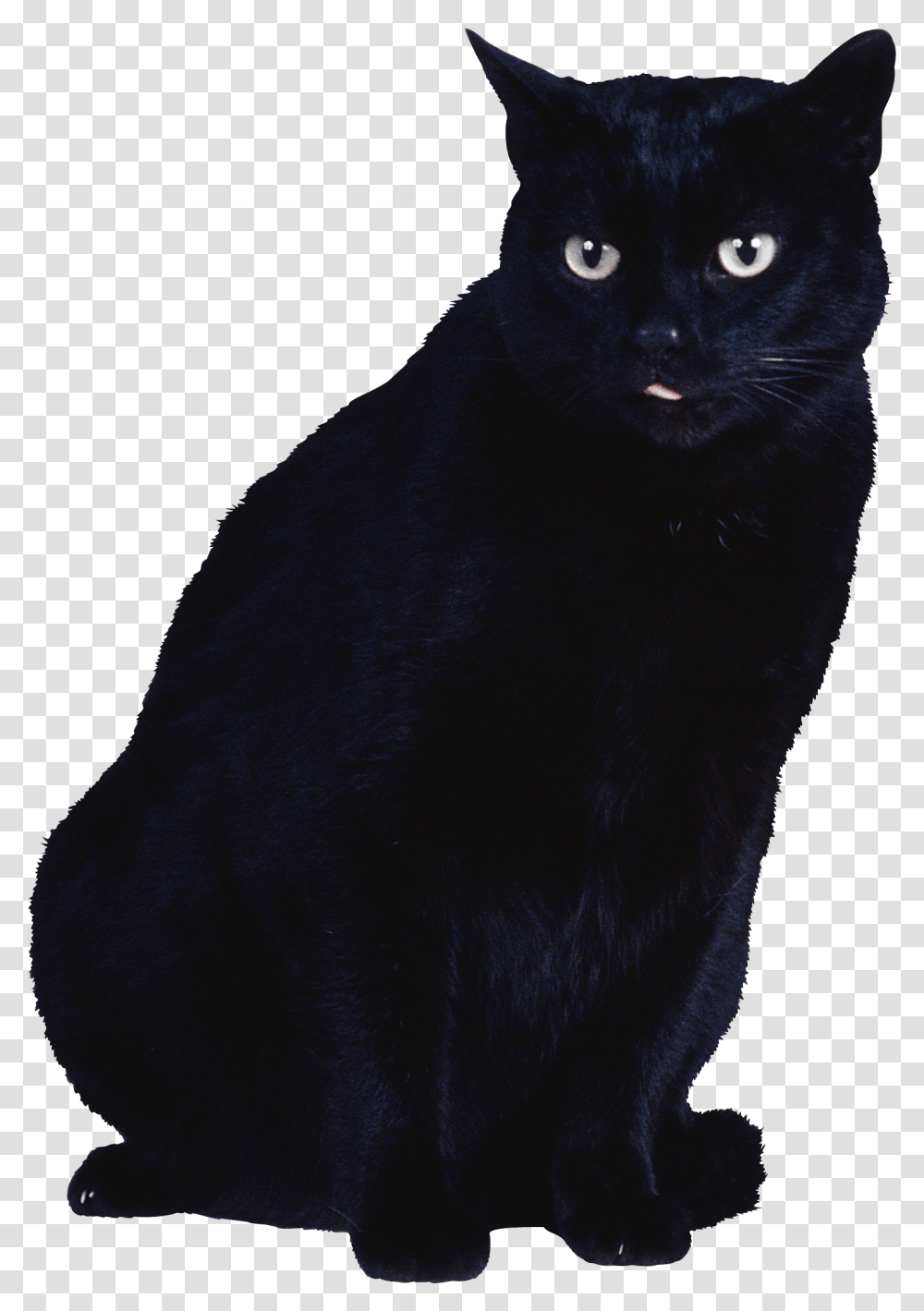 Cat, Animals, Pet, Mammal, Black Cat Transparent Png