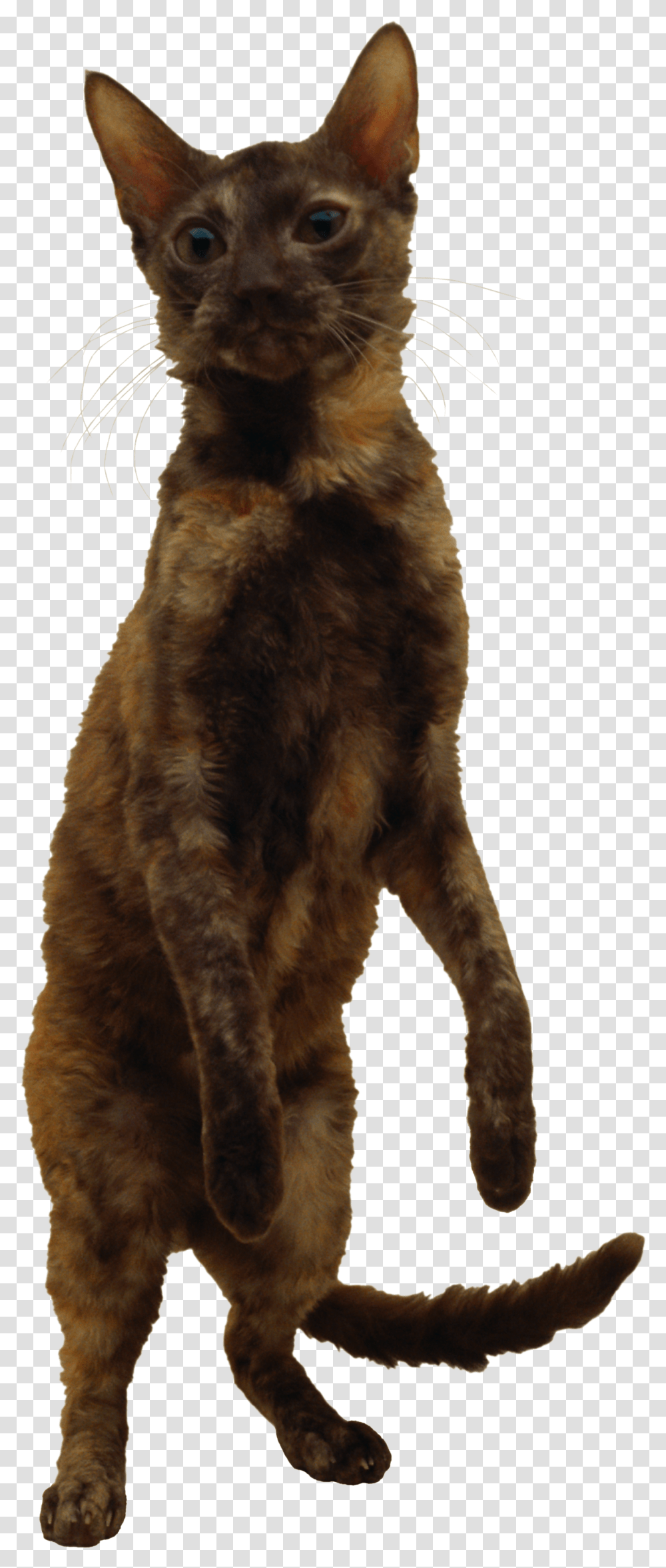 Cat, Animals, Pet, Mammal, Black Cat Transparent Png