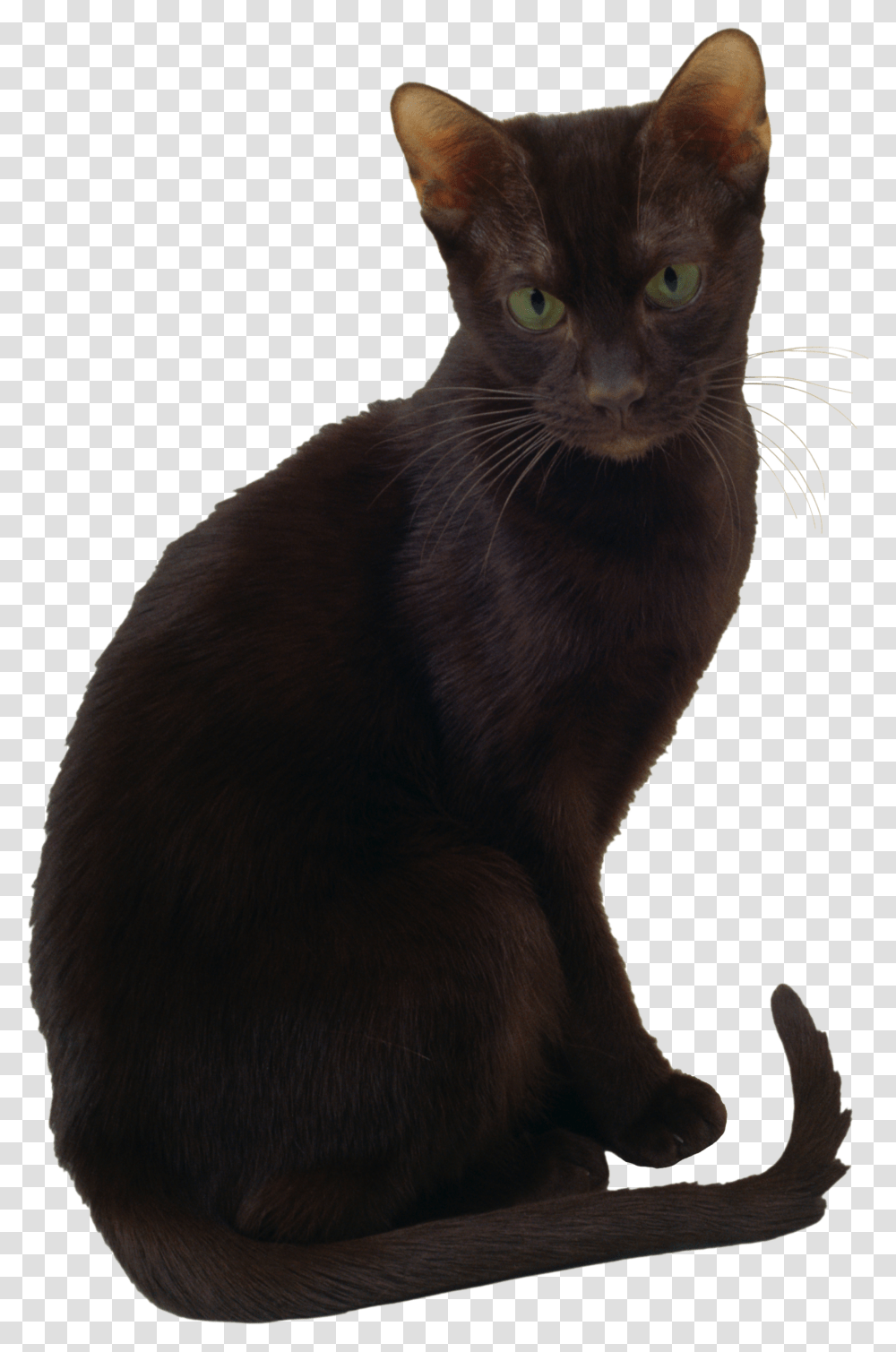 Cat, Animals, Pet, Mammal, Black Cat Transparent Png