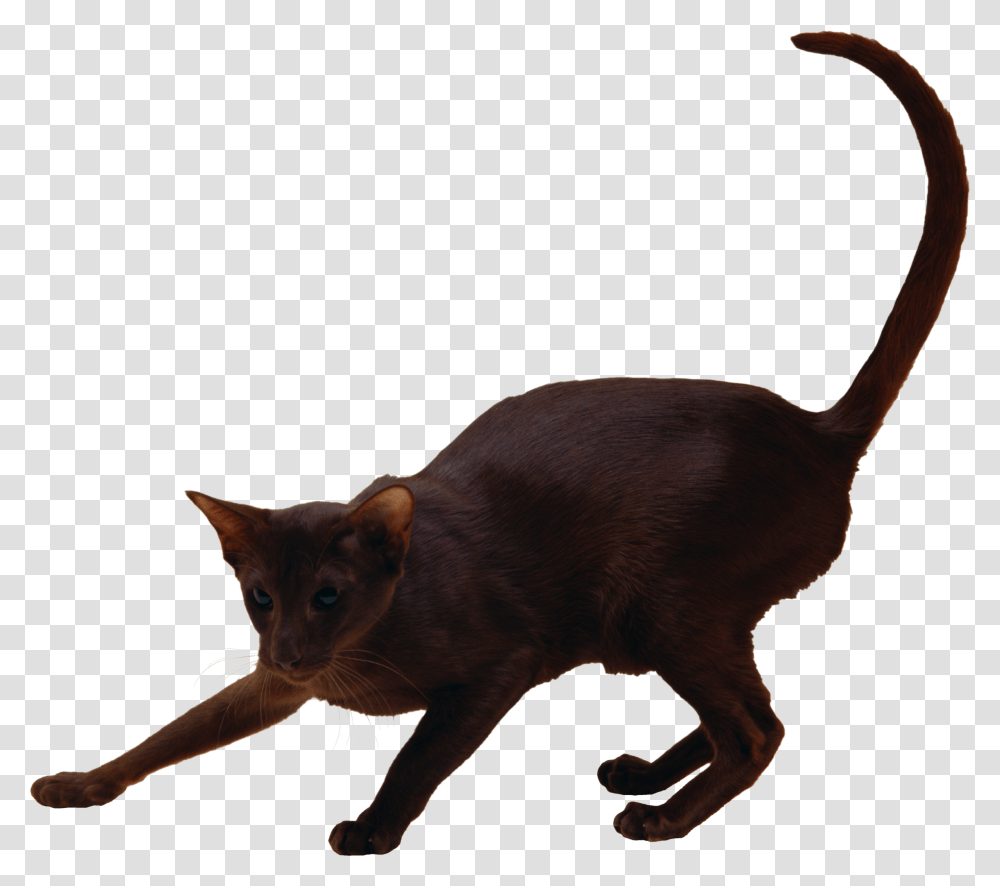 Cat, Animals, Pet, Mammal, Black Cat Transparent Png