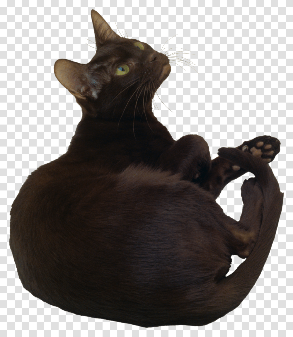 Cat, Animals, Pet, Mammal, Black Cat Transparent Png