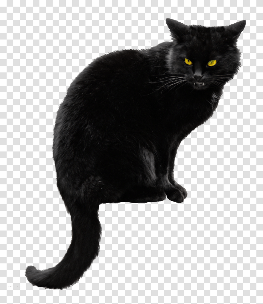 Cat, Animals, Pet, Mammal, Black Cat Transparent Png