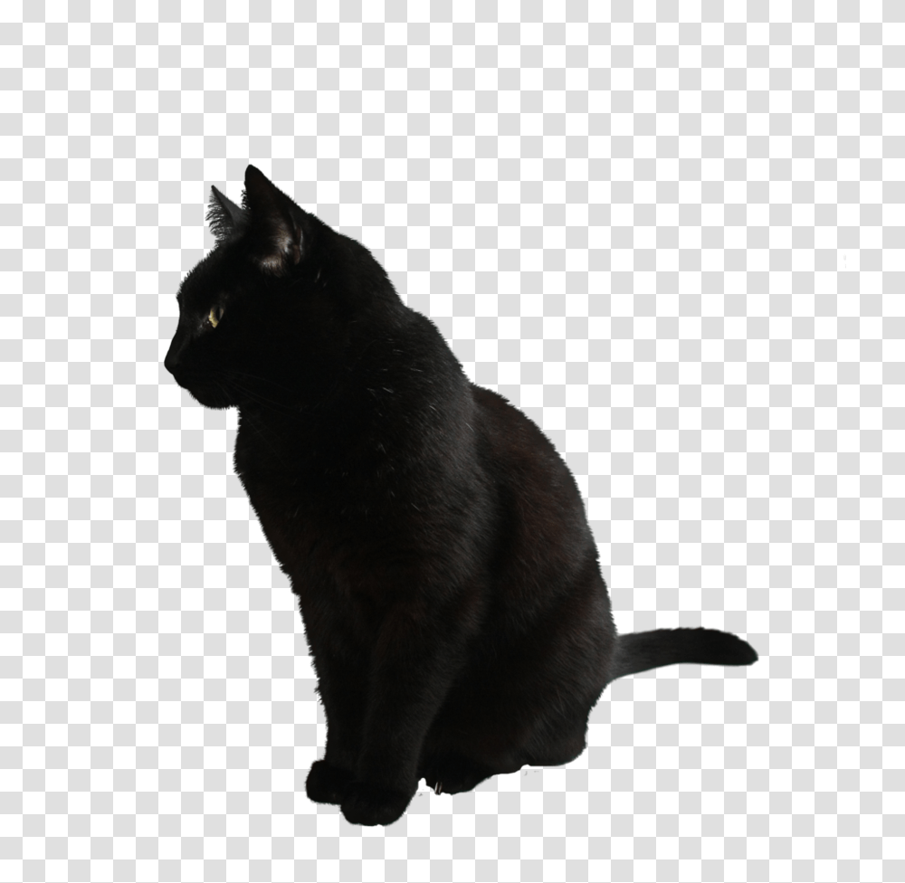 Cat, Animals, Pet, Mammal, Black Cat Transparent Png