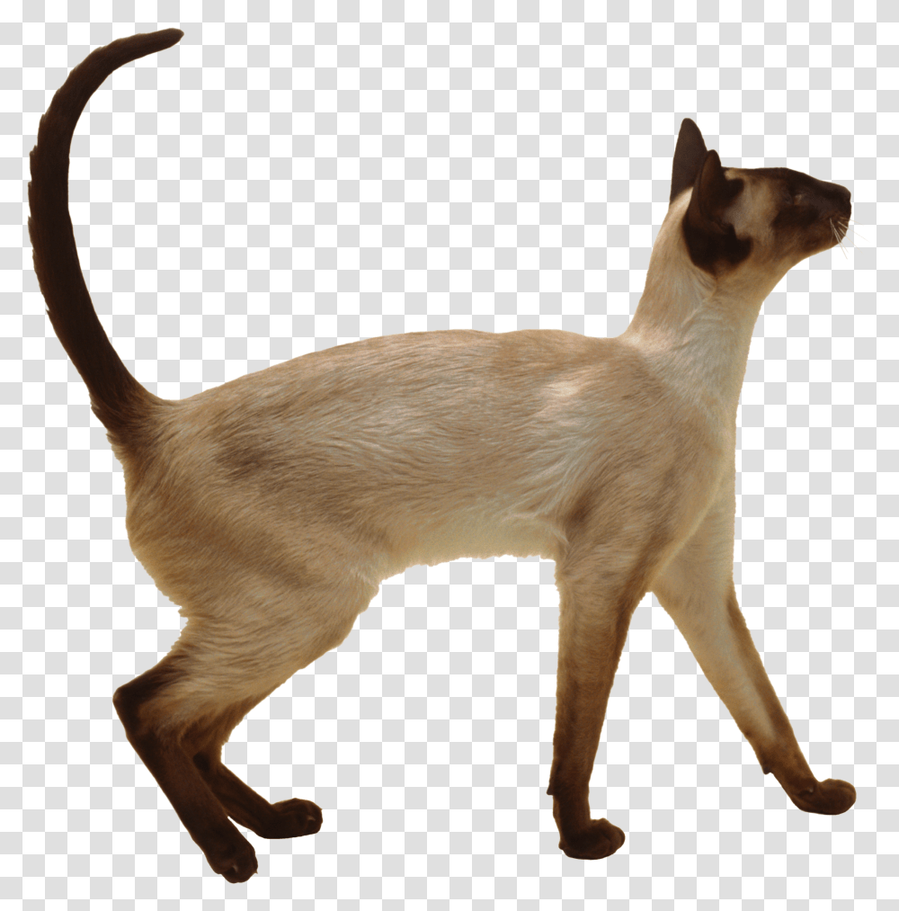 Cat, Animals, Pet, Mammal, Dog Transparent Png