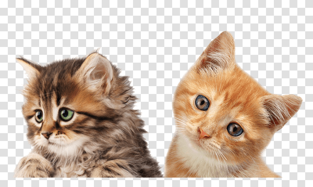 Cat, Animals, Pet, Mammal, Kitten Transparent Png