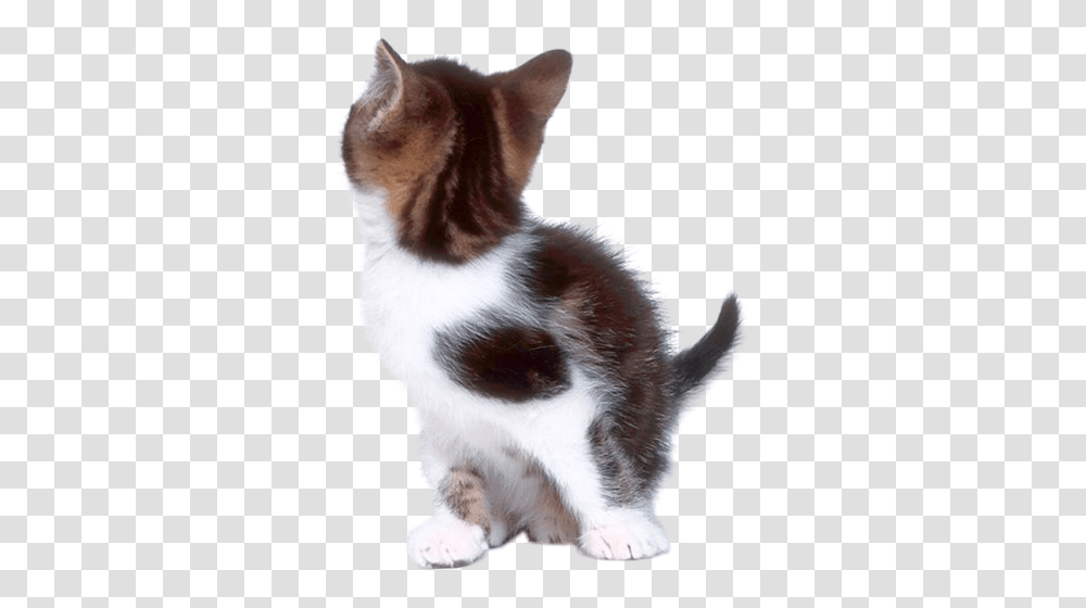 Cat, Animals, Pet, Mammal, Manx Transparent Png