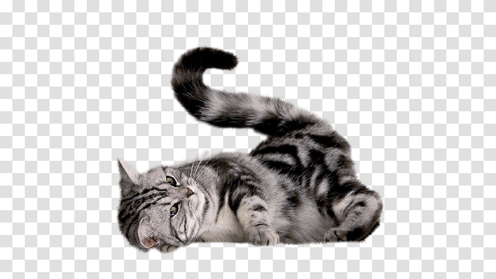 Cat, Animals, Pet, Mammal, Manx Transparent Png