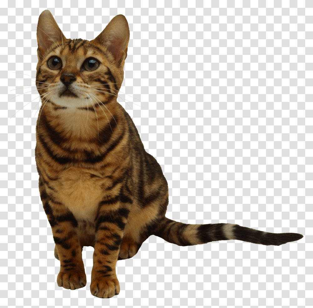 Cat, Animals, Pet, Mammal, Manx Transparent Png