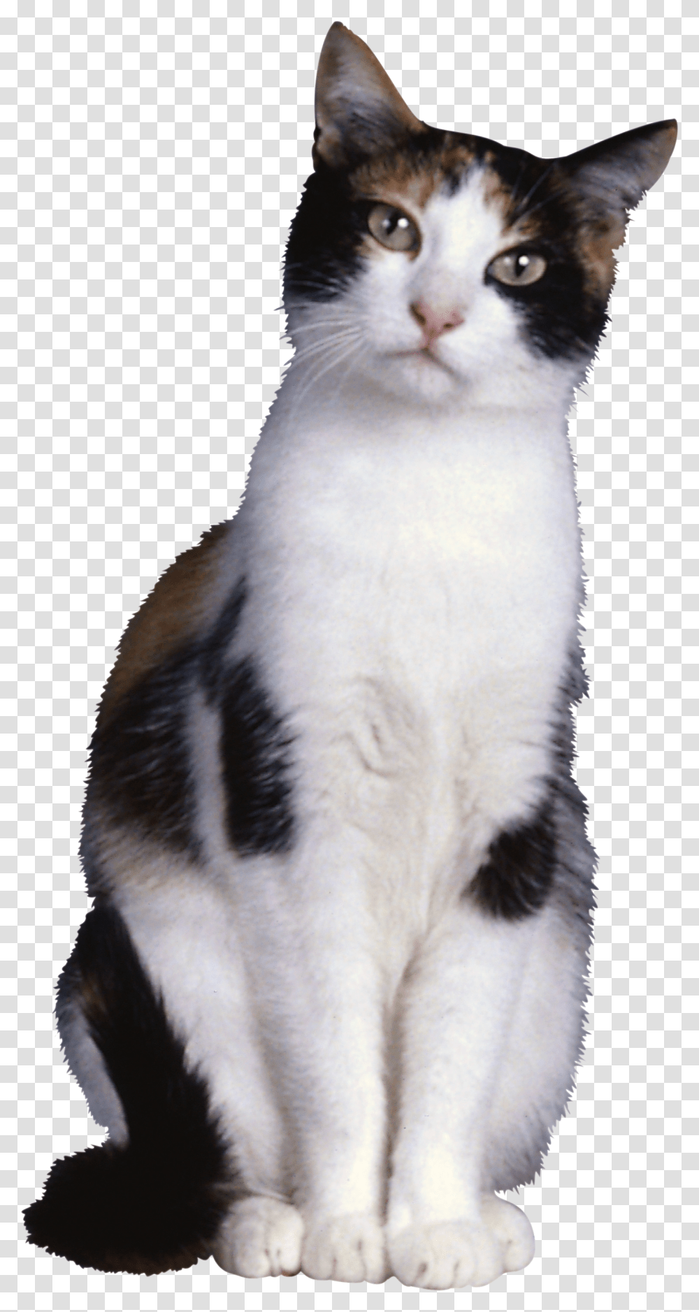 Cat, Animals, Pet, Mammal, Manx Transparent Png