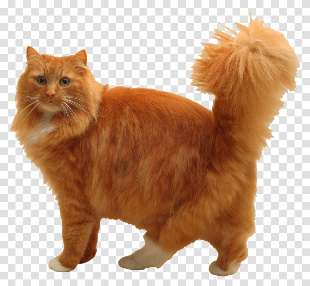 Cat, Animals, Pet, Mammal, Manx Transparent Png