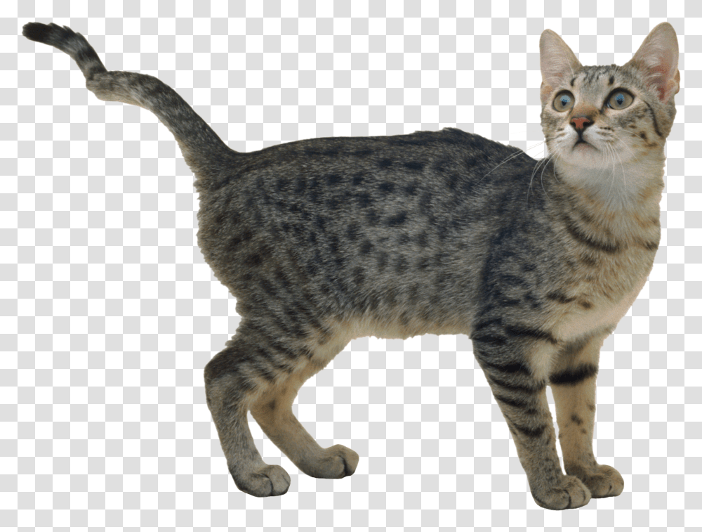 Cat, Animals, Pet, Mammal, Manx Transparent Png